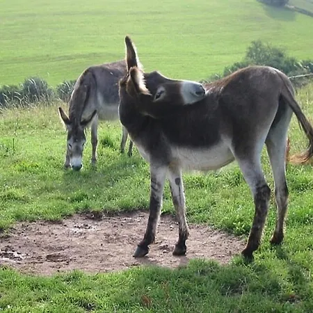 In Germany With Fireplace & Terrace Chalet Schönecken